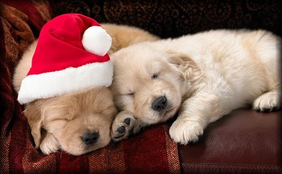 Help animals so thay don't have to be put down: cute christmas dog