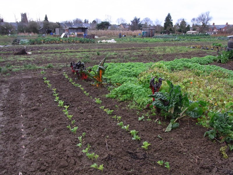 [allotment+1c.jpg]