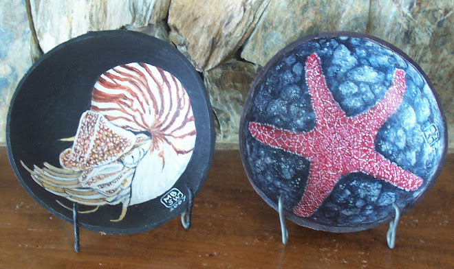 Nautilus and Starfish