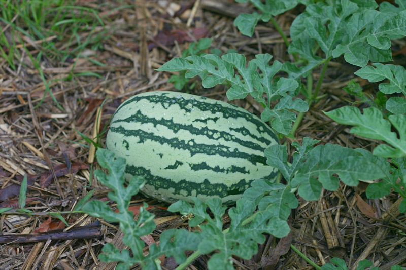 [watermelon-2.jpg]