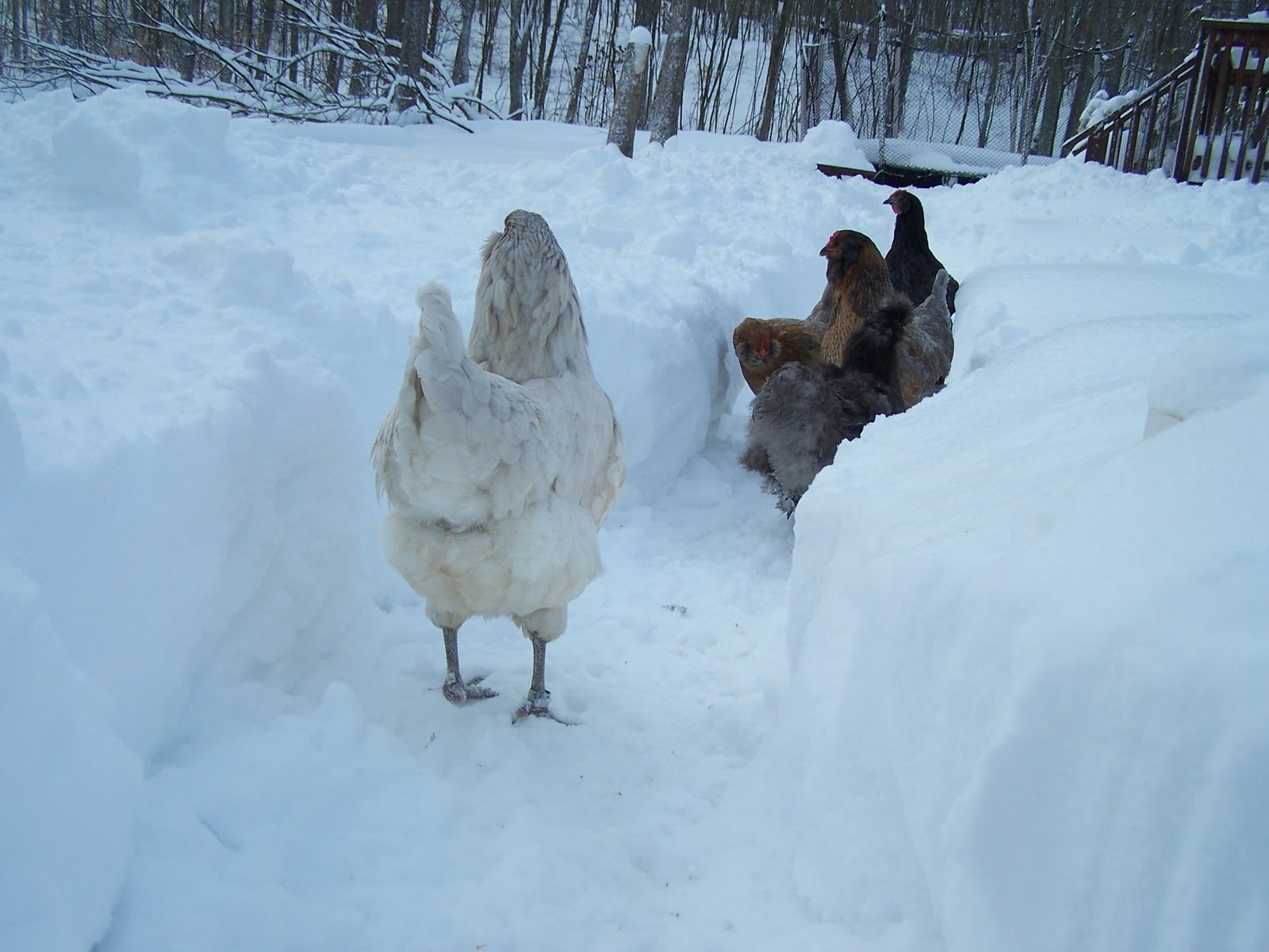 Sharon Space Chickens and Snow, Lots of Snow