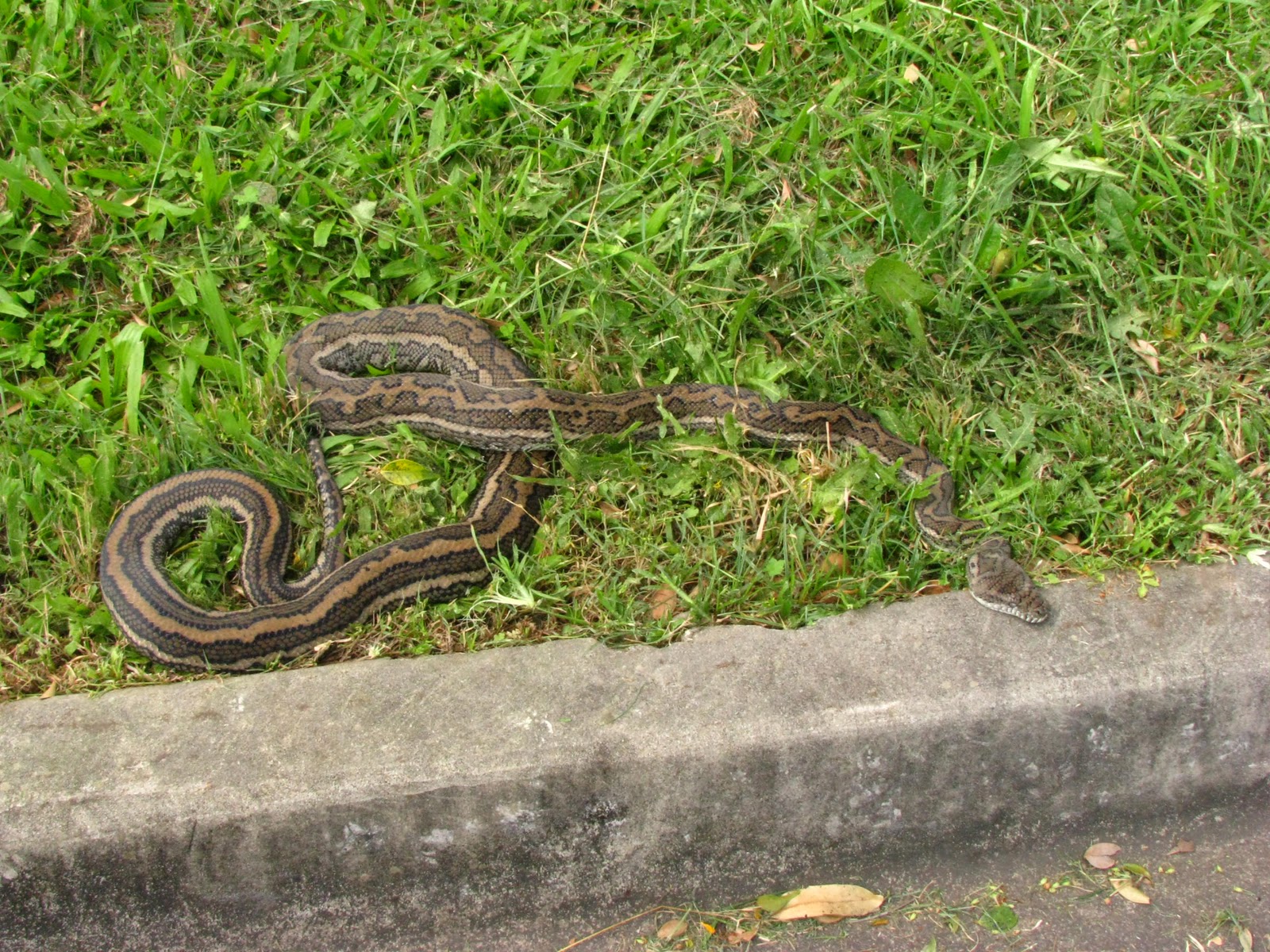 Travels with Lil': Parrots and Pythons