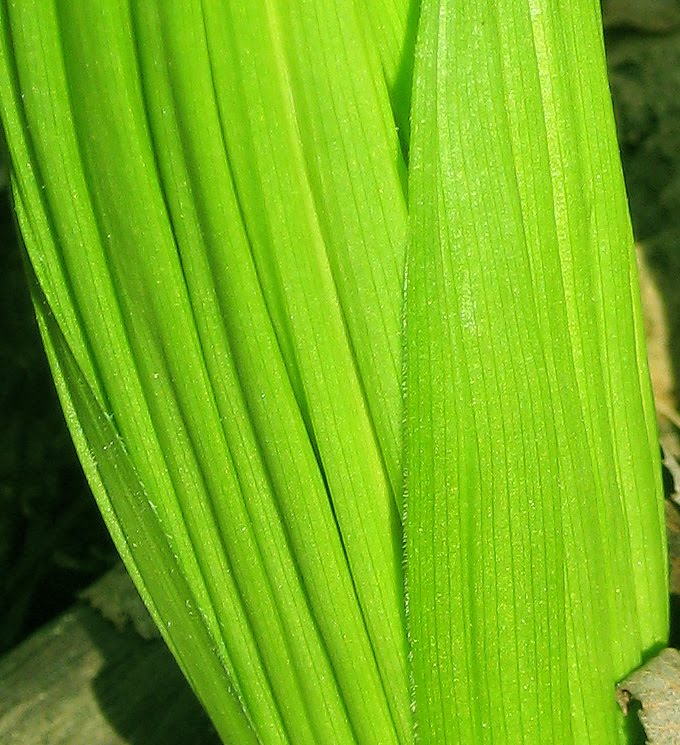 Life in Color Spring Green