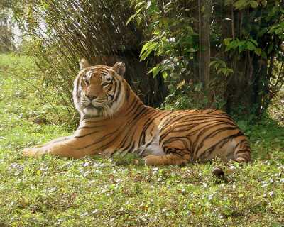Tiger Habitat: Information Regarding the Bengal Tiger