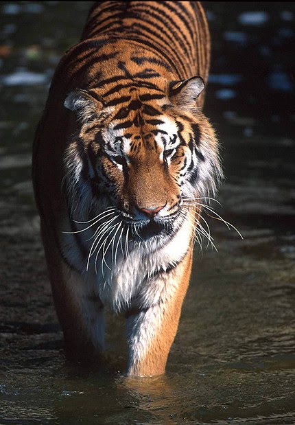 Tiger Habitat: Information Regarding Siberian Tiger