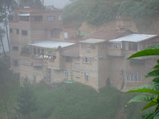 En medio de un verdadero bosque de niebla montañosa, húmeda tropical