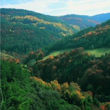 Jardines, Fotosíntesis y Bosques