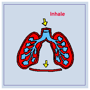 Ashleigh's Awesome Blog About the Respiratory System: Resources