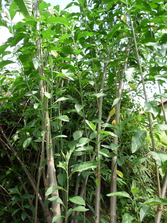 My extended Herbal Project in Malaysia phase -3