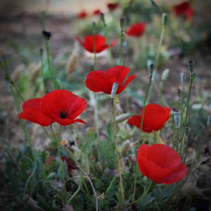 The Tree from the Forest Lilies of the Field