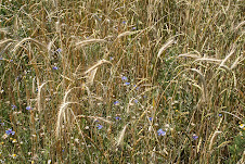 Kornblumen in Getreidefeld