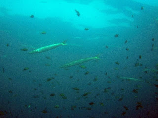 La plongée sous-marine à Campomoro, Corse: Les barracudas ou bécunes