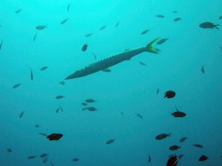 La plongée sous-marine à Campomoro, Corse: Les barracudas ou bécunes