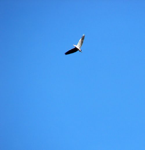 [ColmCngFev10+125.jpg]