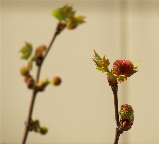 [ColmLimpPMar10+001.jpg]