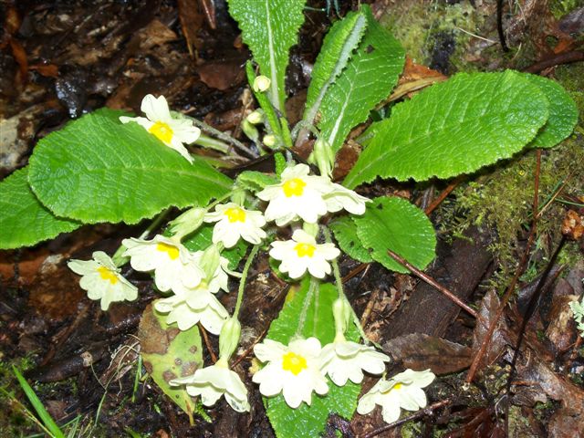 [Flores+de+pÃ£o+e+leite.jpg]