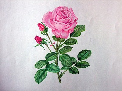 My Artbox: "Pink Rose" 20x24 Colored Pencil on Canson Mi ...