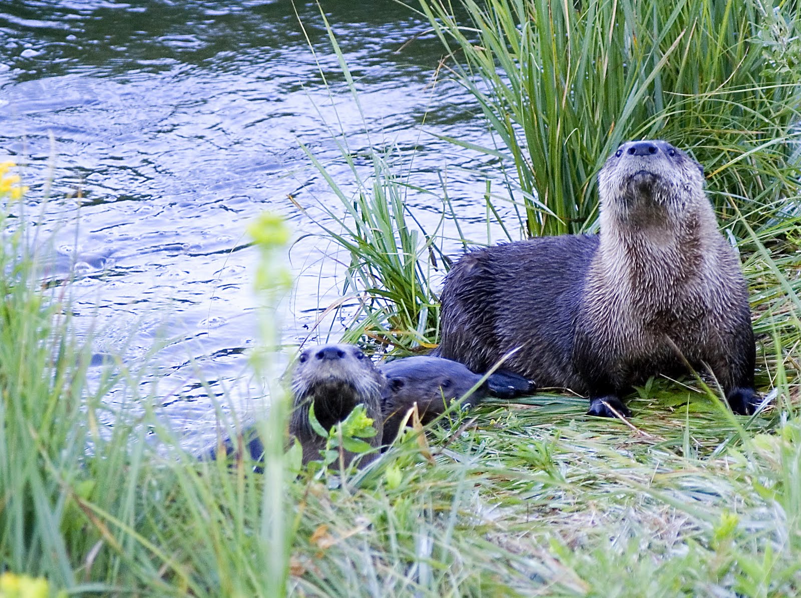 Elk Lake News Life at a Montana Mountain Lodge