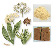 Sapat Raman: From Asafoetida to Asafragrantia