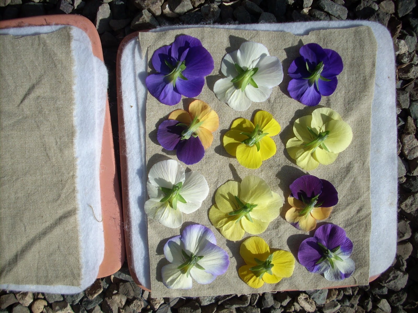 LizAnna's Studio Pressing Flowers in the Microwave