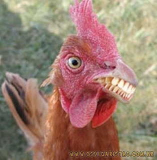 MIRANDO O URUBU, DE OLHO NO PORCO galo+doido - MIRANDO O URUBU, DE OLHO NO PORCO
