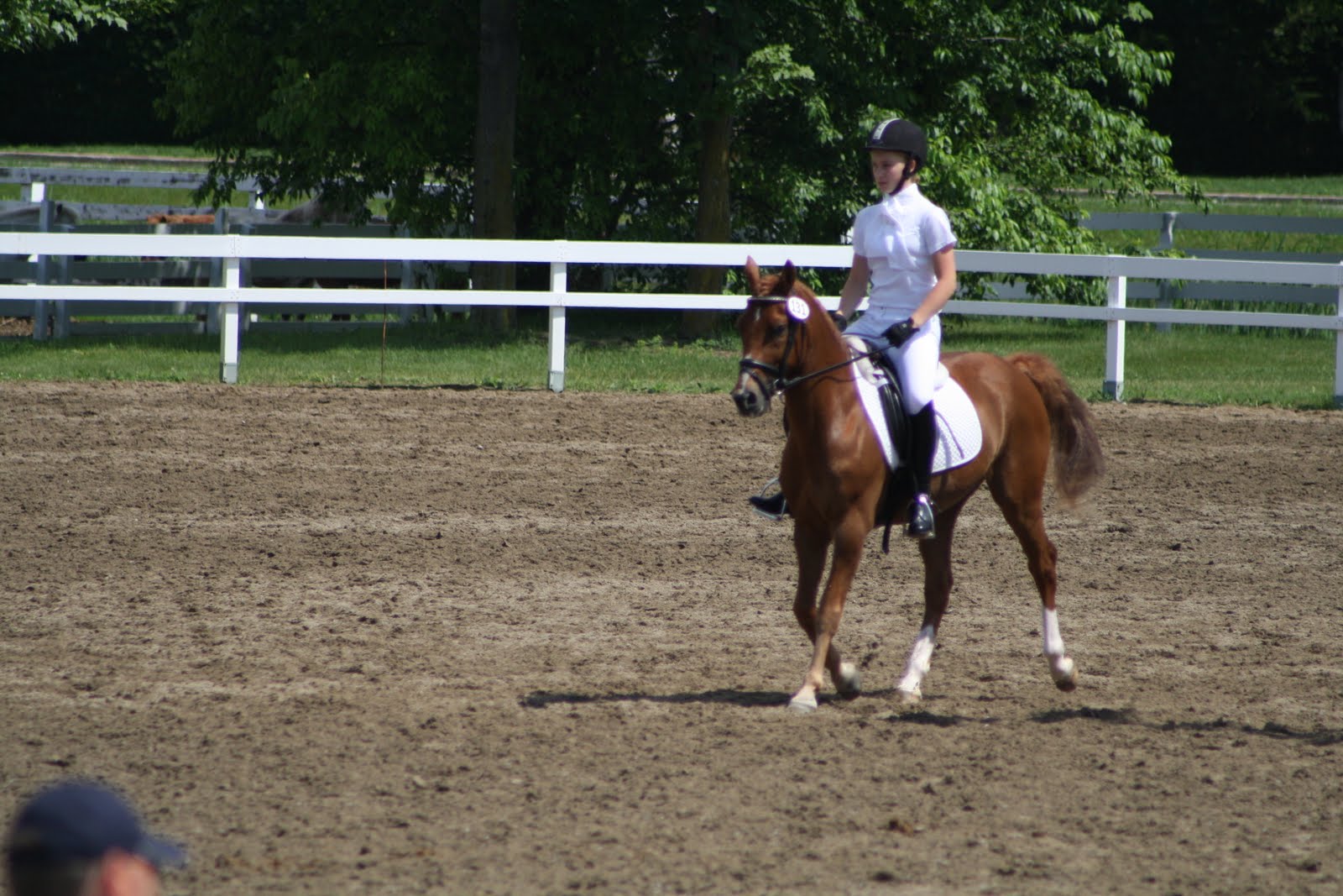 Blainville Dressage CDI and Gold Show Horses