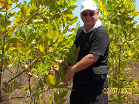 Dexter Dombro with Acacia mangium