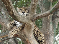 Sara the Jaguar need trees