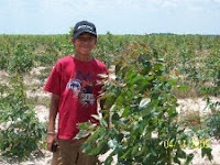 Dagan Dombro in a newly planted Eucalyptus pellita plantation