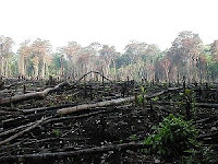 Rain Forest Deforestation in Mexico