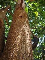 Fast growing Acacia mangium at 3 years