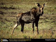Maine State Animal: Moose
