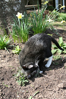 A little dirt, a little nip=heaven