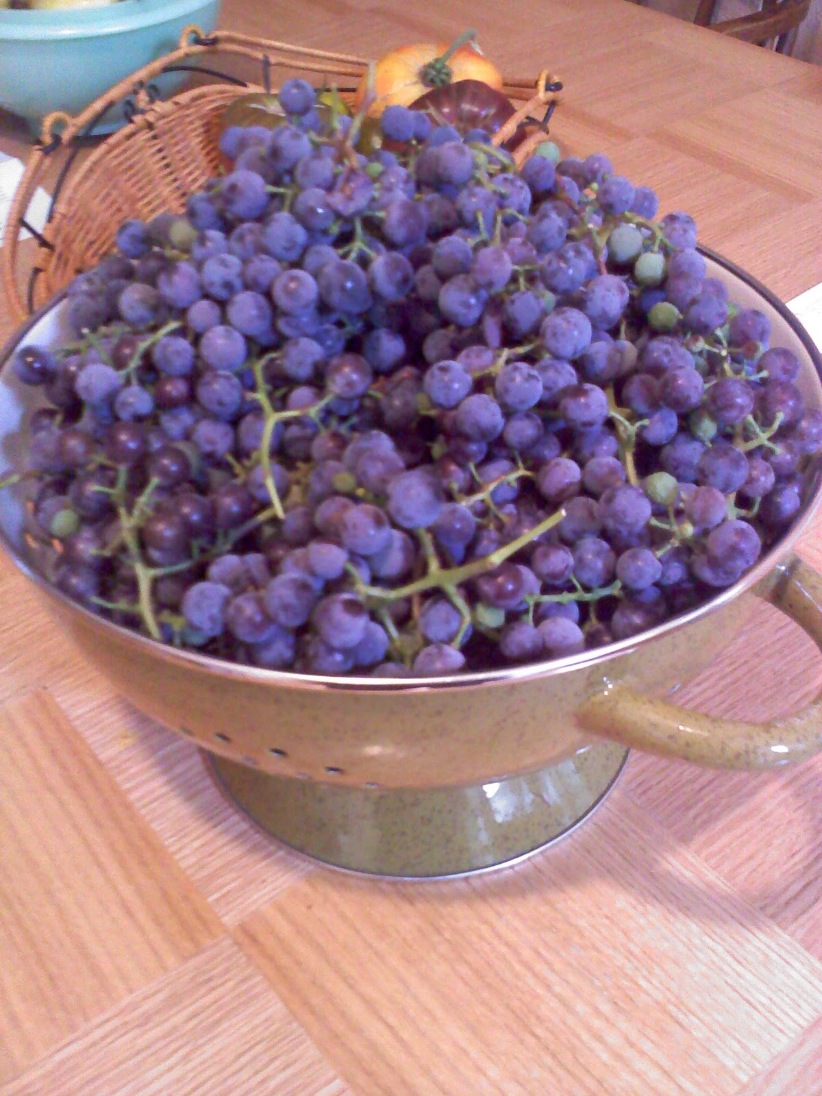 concord grapes jordans