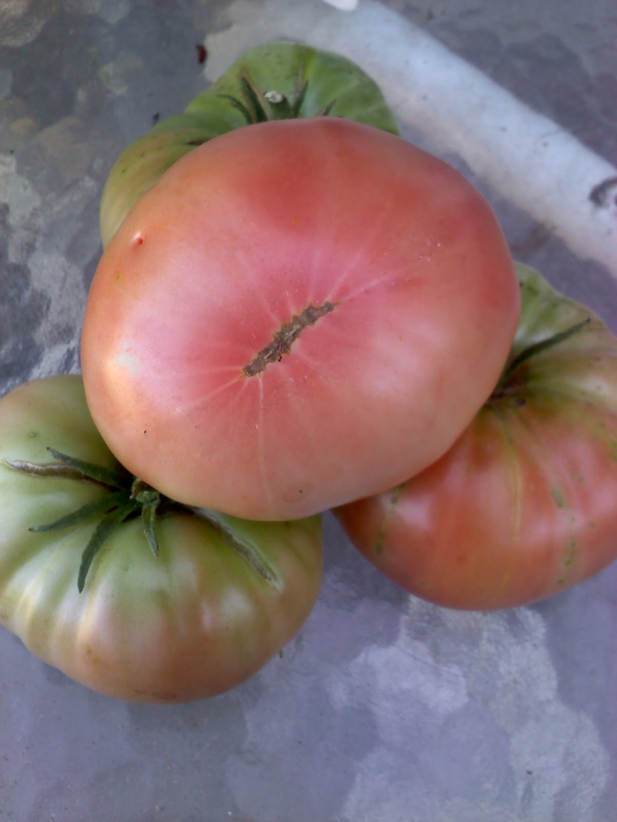 Jenn's Gardening Spot Tomato Tuesday