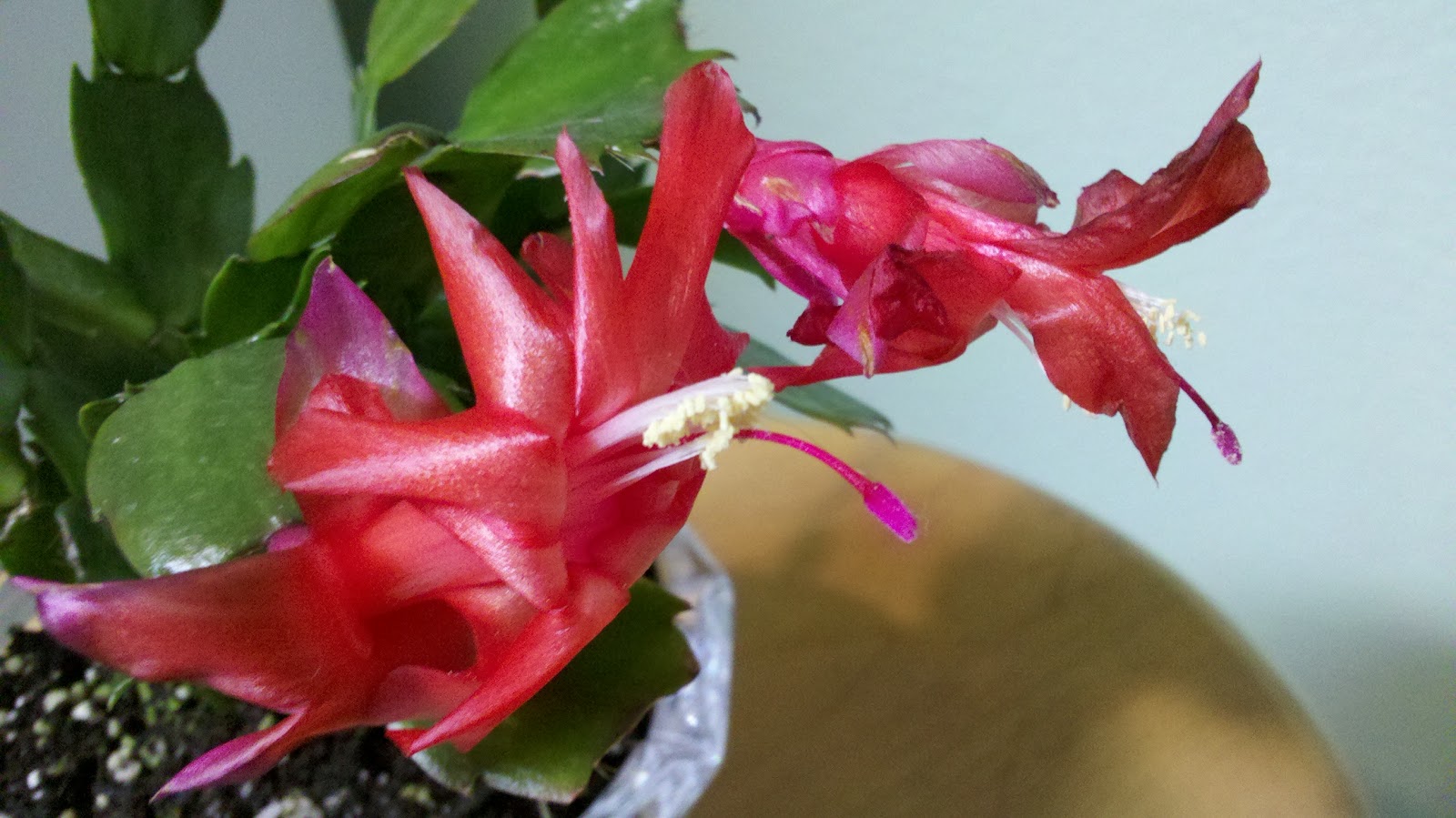Jenn's Gardening Spot: Something is blooming... My first cactus blooms