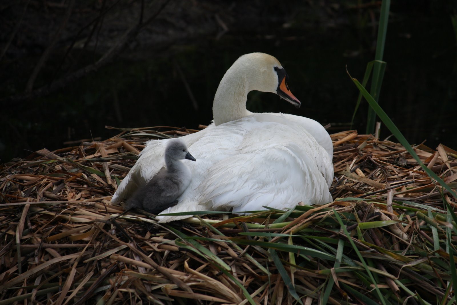 [swan+baby--duke+love.JPG]