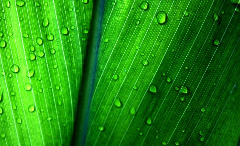[tileaf1.jpg]