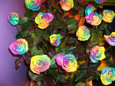 กุหลาบ สีรุ้ง ( Rainbow Roses )