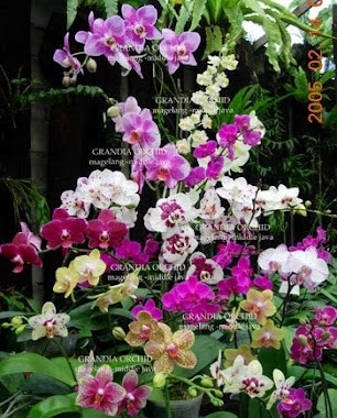 Grandia Orchid