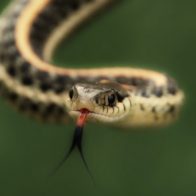 The Amazing Versatility of Animal Tongues | Fun and Weird