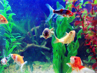 rinc  n primero  Tema LOS PECES