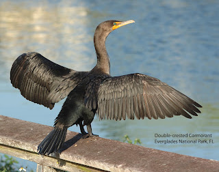 northwest cormorants crested double cormorant wings notes nature