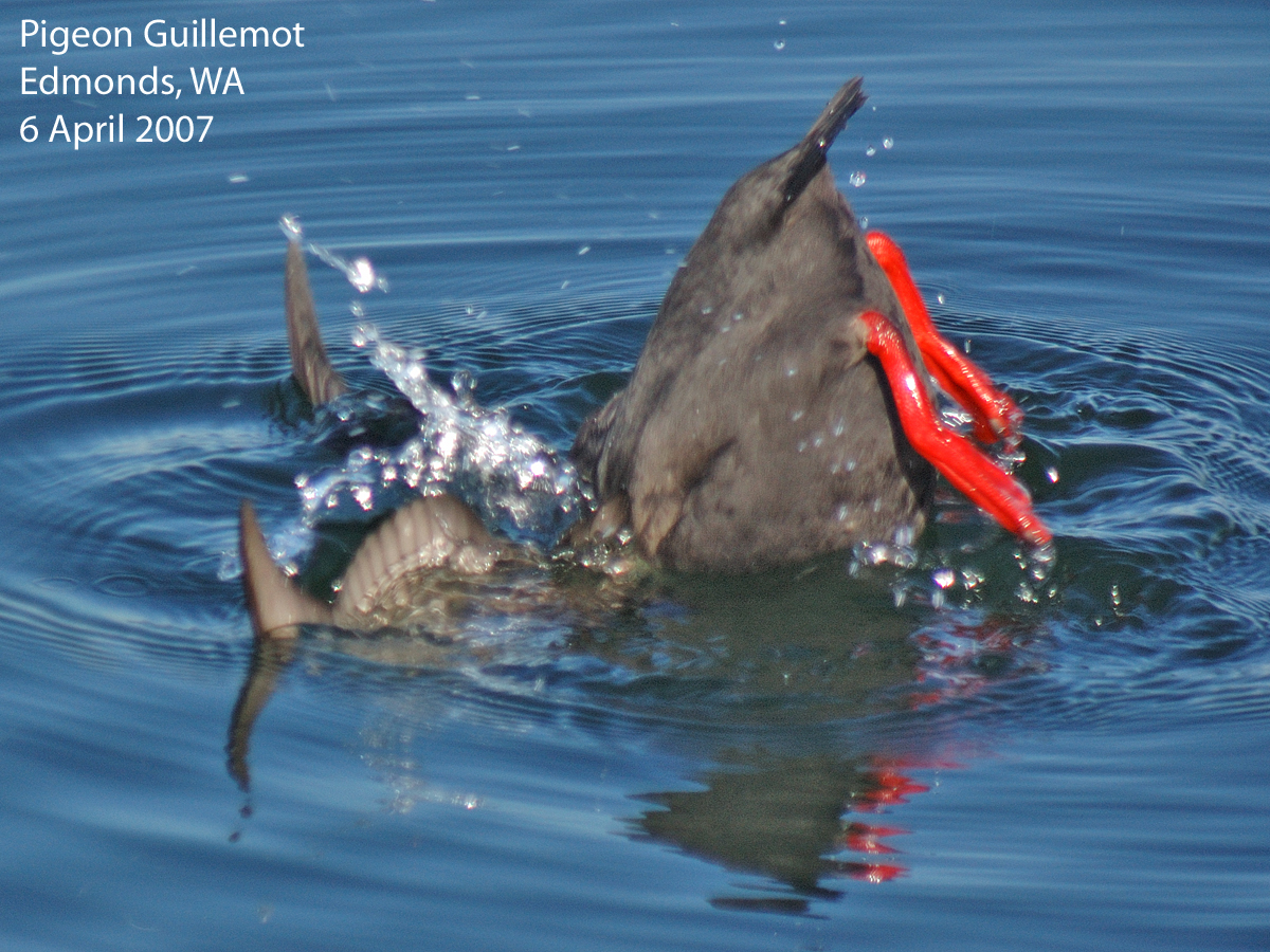 Northwest Nature Notes DIVING BIRDS
