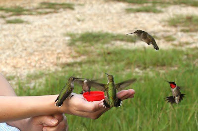 Hummingbirds