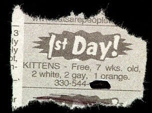gay kittens