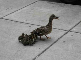 A True Duck Story from Saskatoon