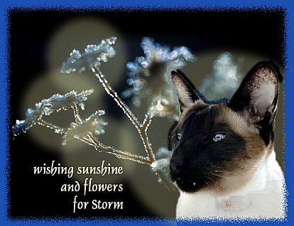 [For_Storm-small.jpg]