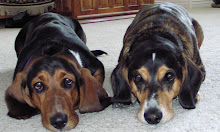 My Dogs