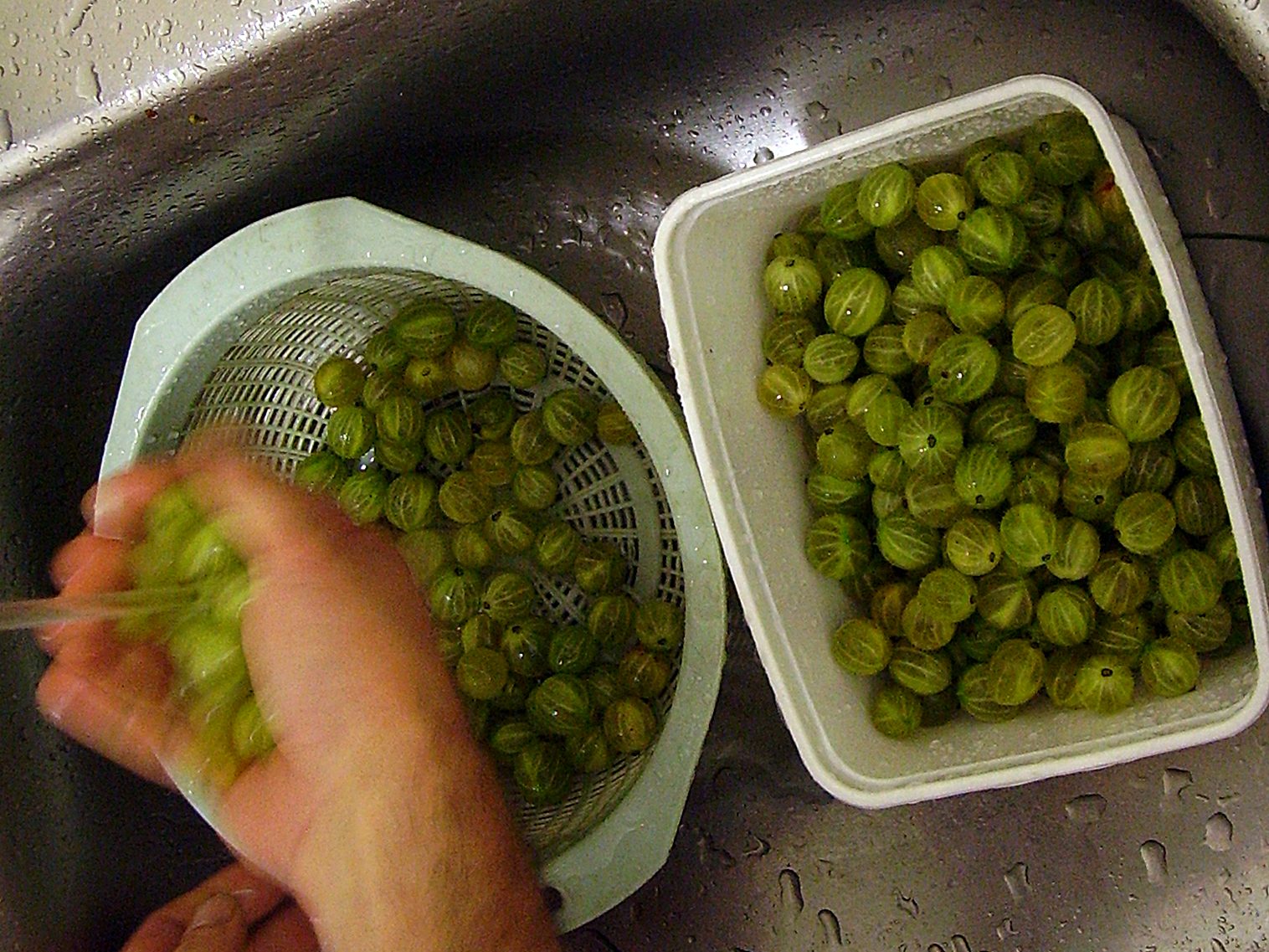 Сколько можно хранить крыжовник в холодильнике. Ящик с крыжовником. Кружовник сушёный. Крыжовник финский красный. Сколько можно хранить крыжовник в холодильнике.